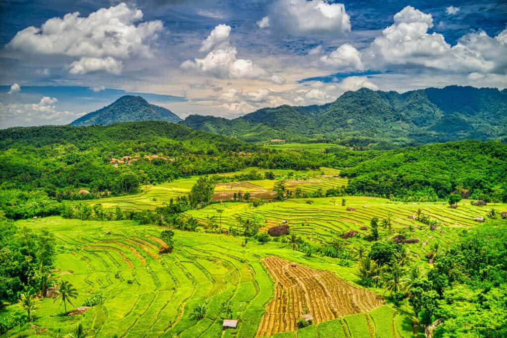 Slow Living lifestyle bali ricefields