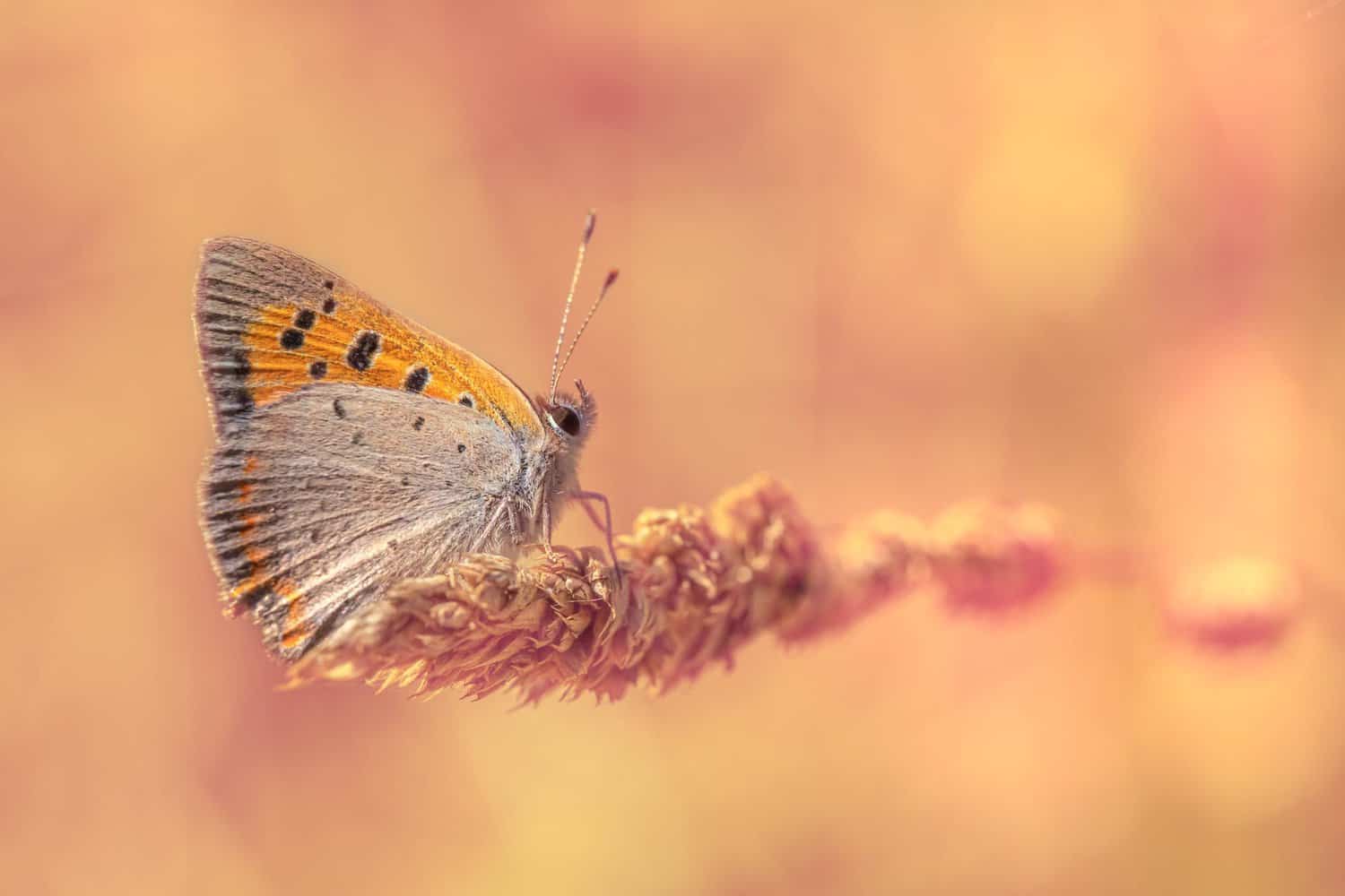 spiritual shift of a butterfly