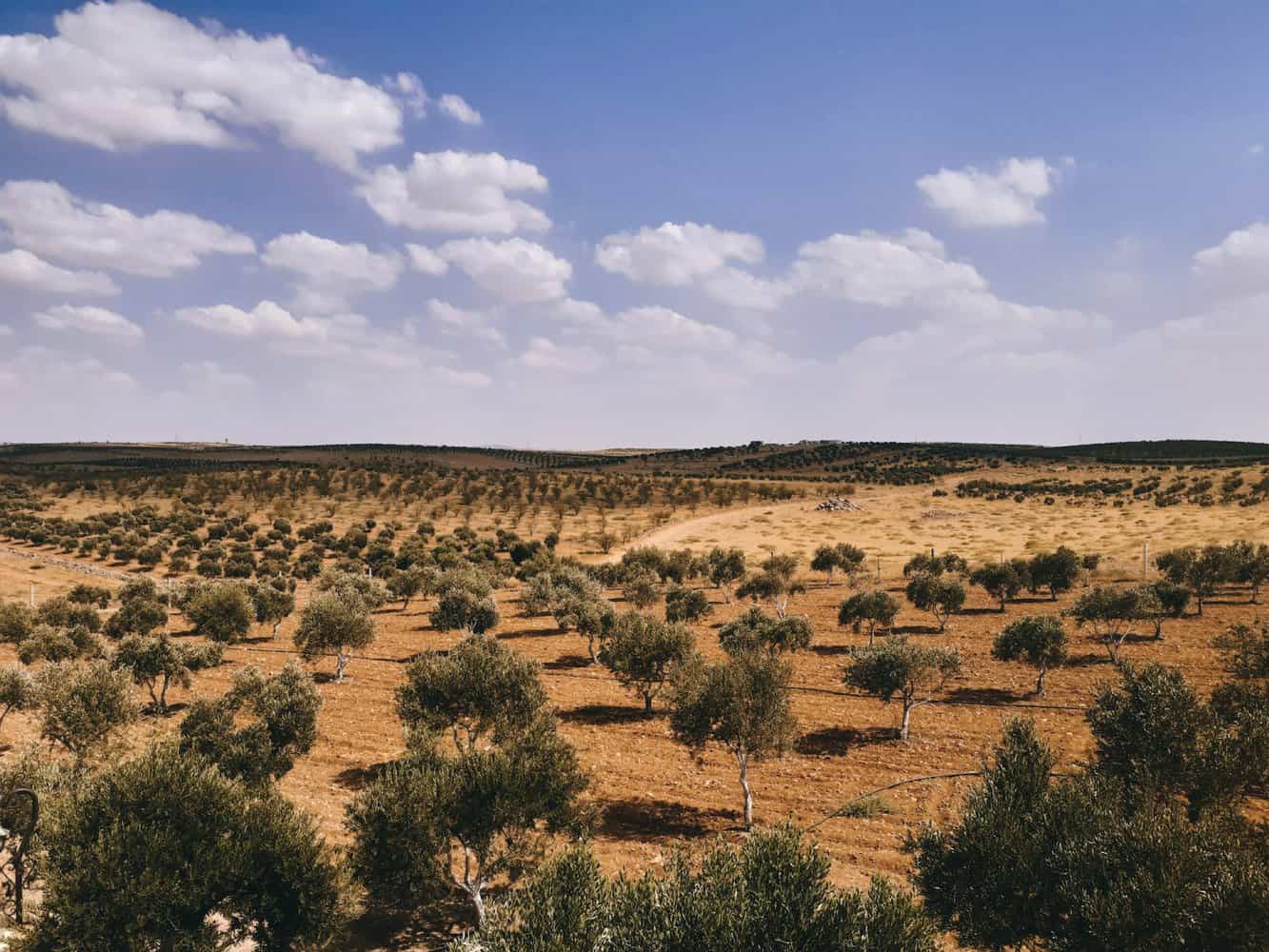 an olive tree plantation in an arid land