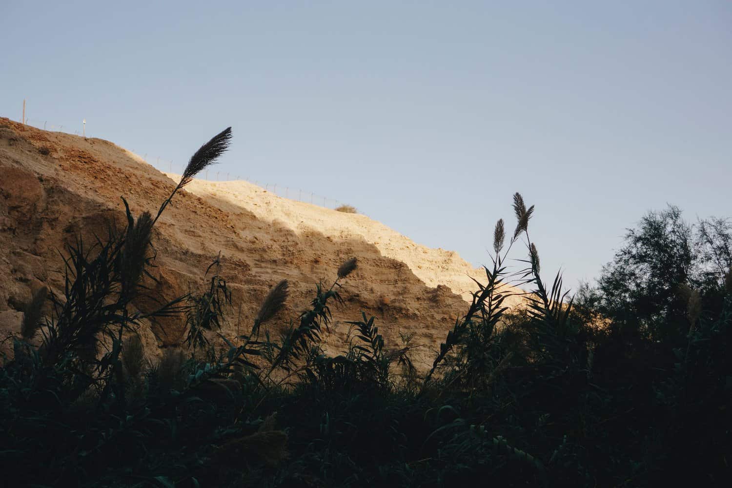 green and brown plants near terrain