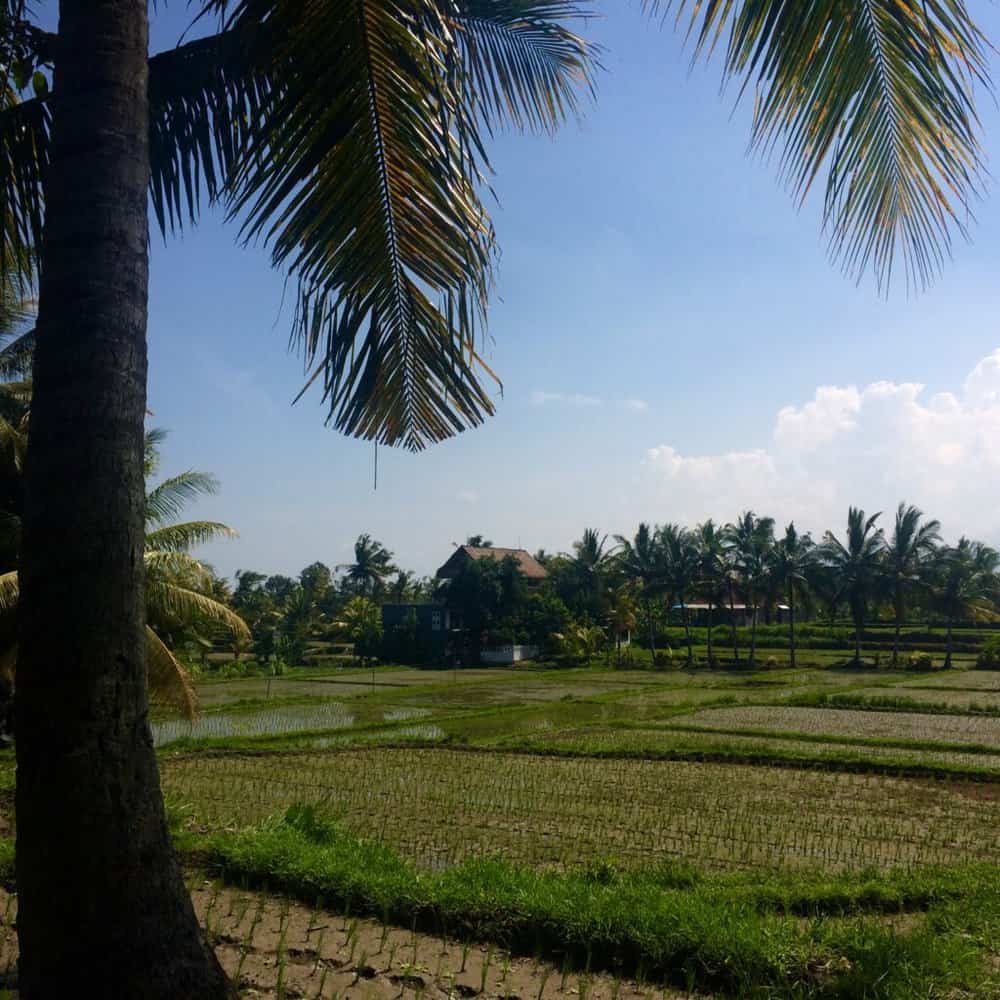 4 days in ubud. wander the endless ricefields.