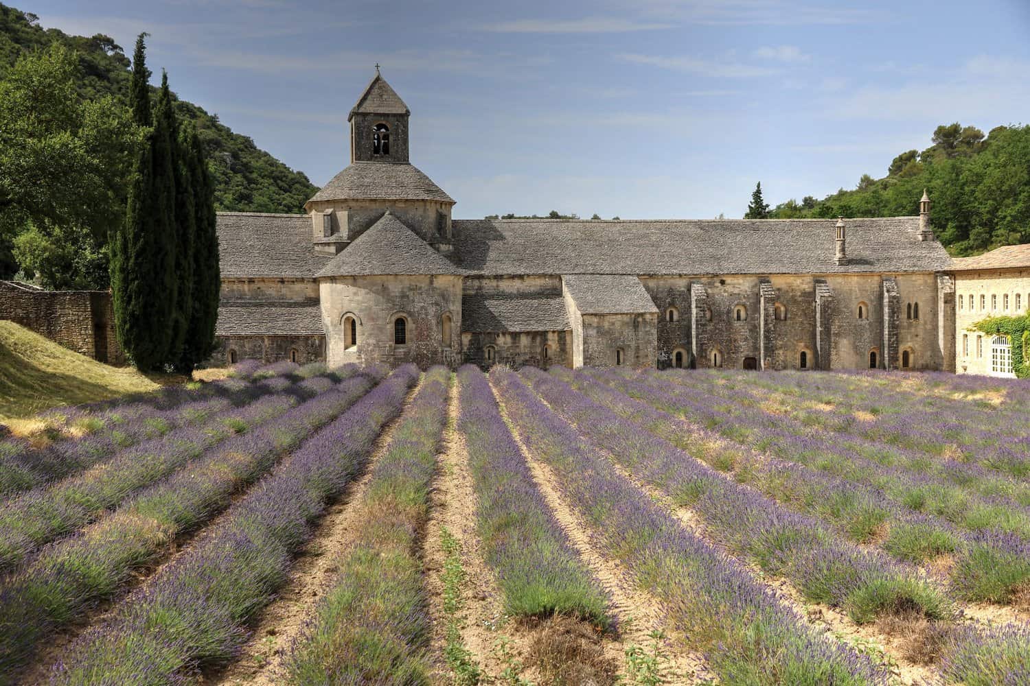 lavender field outside senanque abbey in gordes france