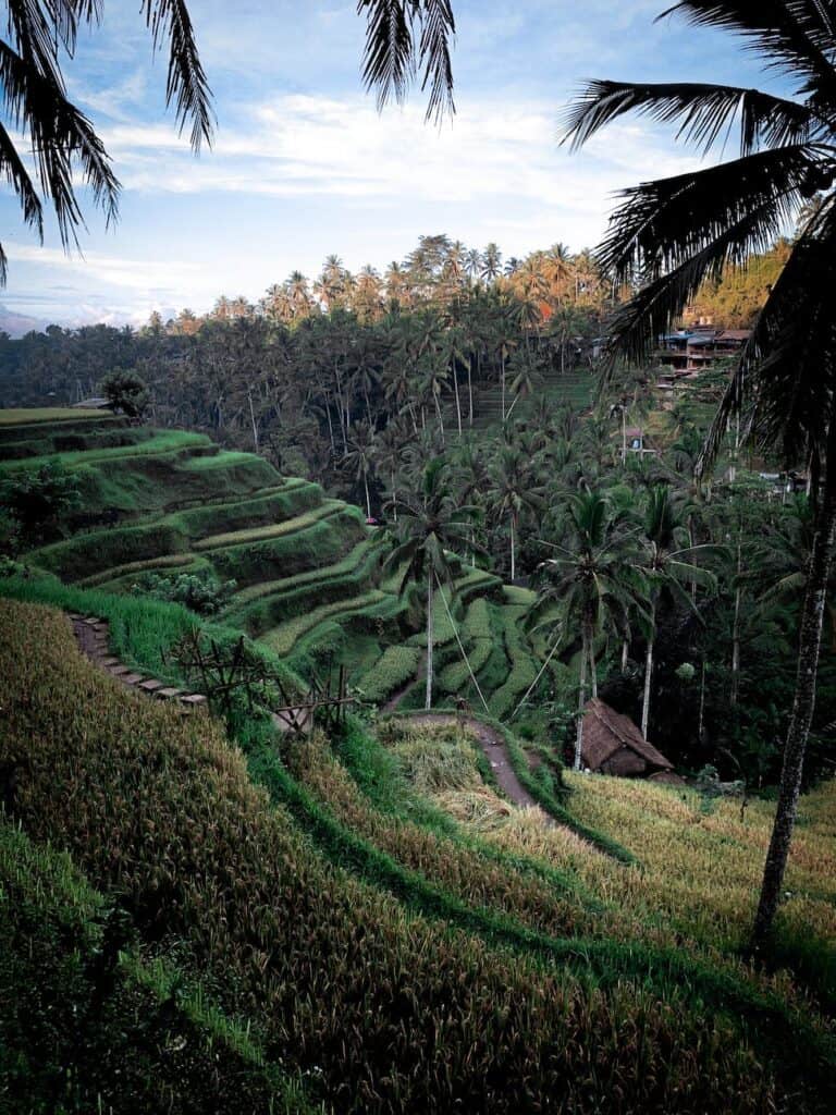 photo of rice terraces spiritual things to do in bali - observe the beautiful nature