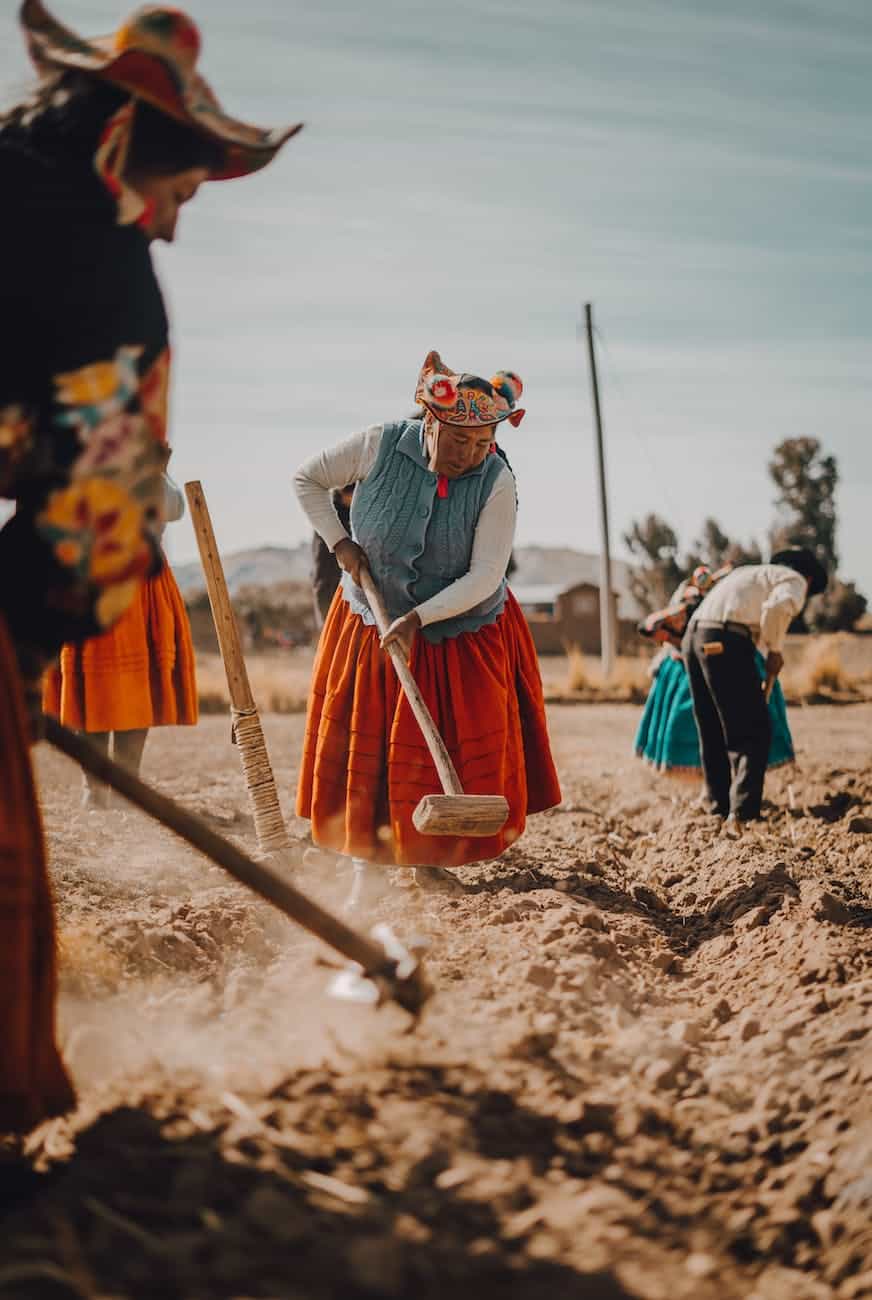 women in traditional clothing working in field