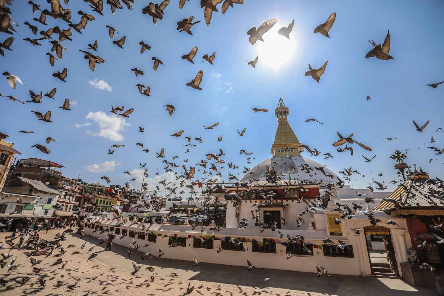 flying birds at the boudhanath stupa in kathmandu